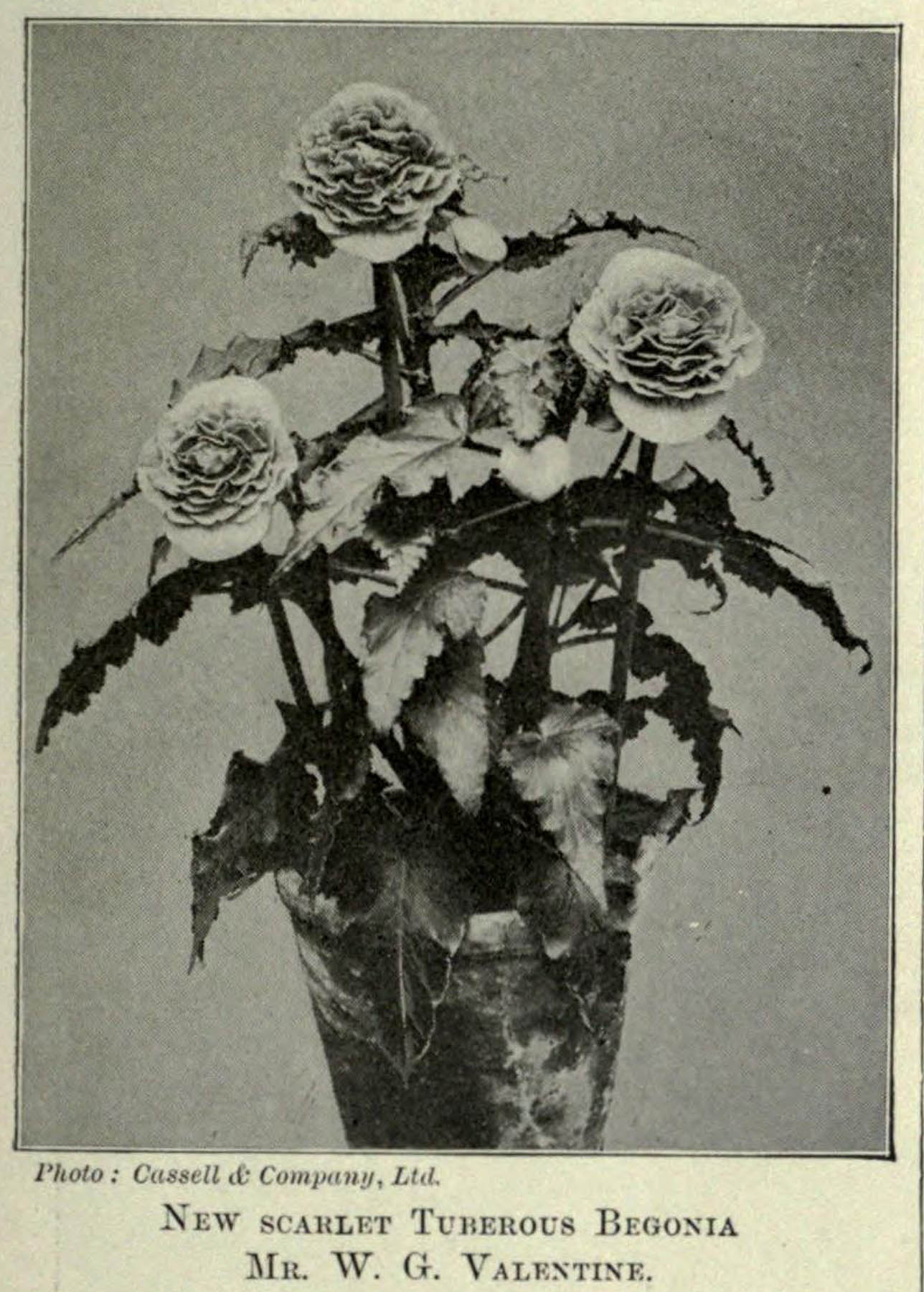 B. ‘Mr. W.G. Valentine’